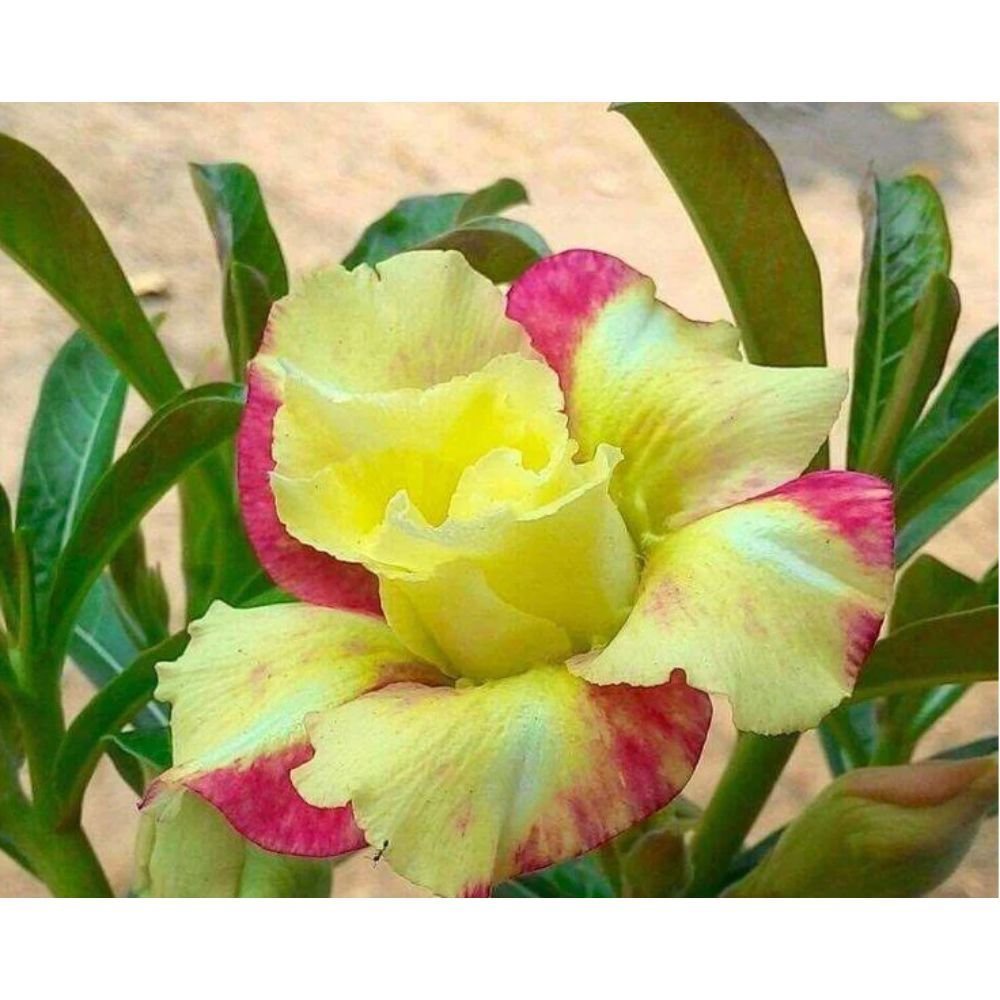 Adenium Plant (Grafted)-pure yellow