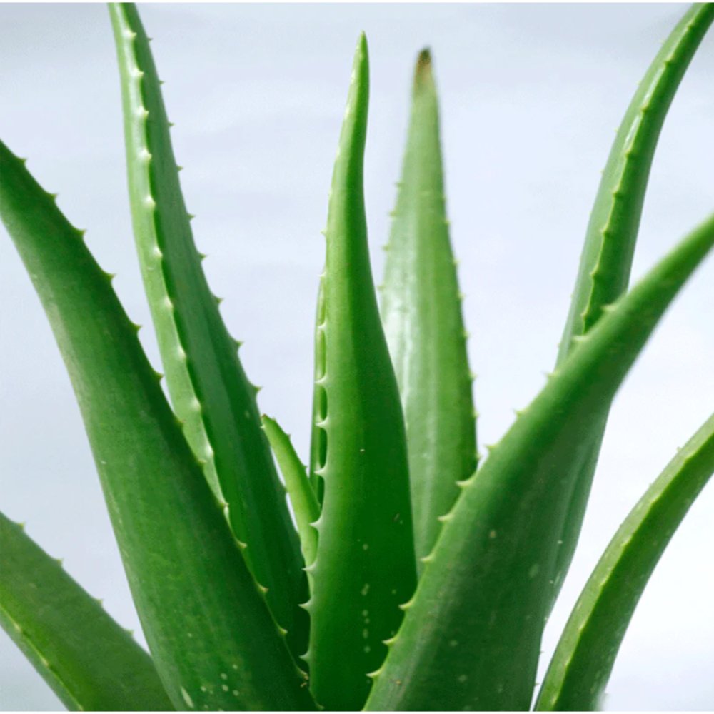 Aloe Vera – IndoorOutdoor Plants 2