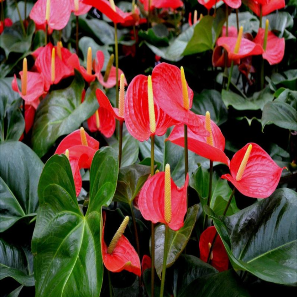 Anthurium Andreanum Red – Gift Plants