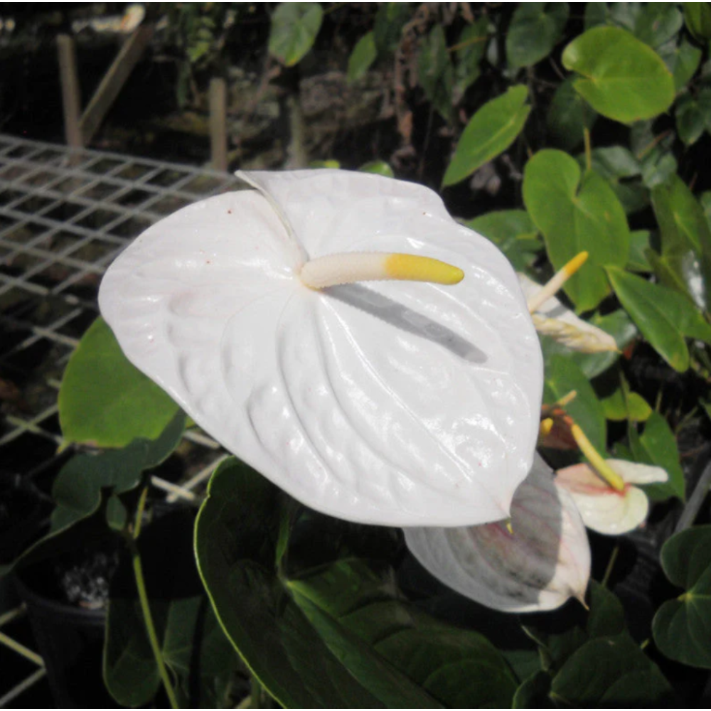 Anthurium Andreanum White – Gift Plants