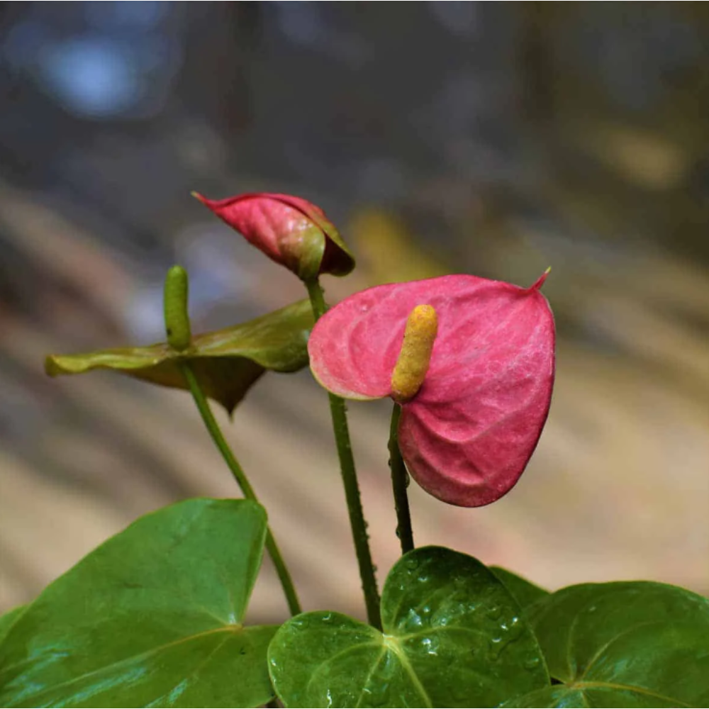 Anthurium andreanum Baby Pink – Gift Plants