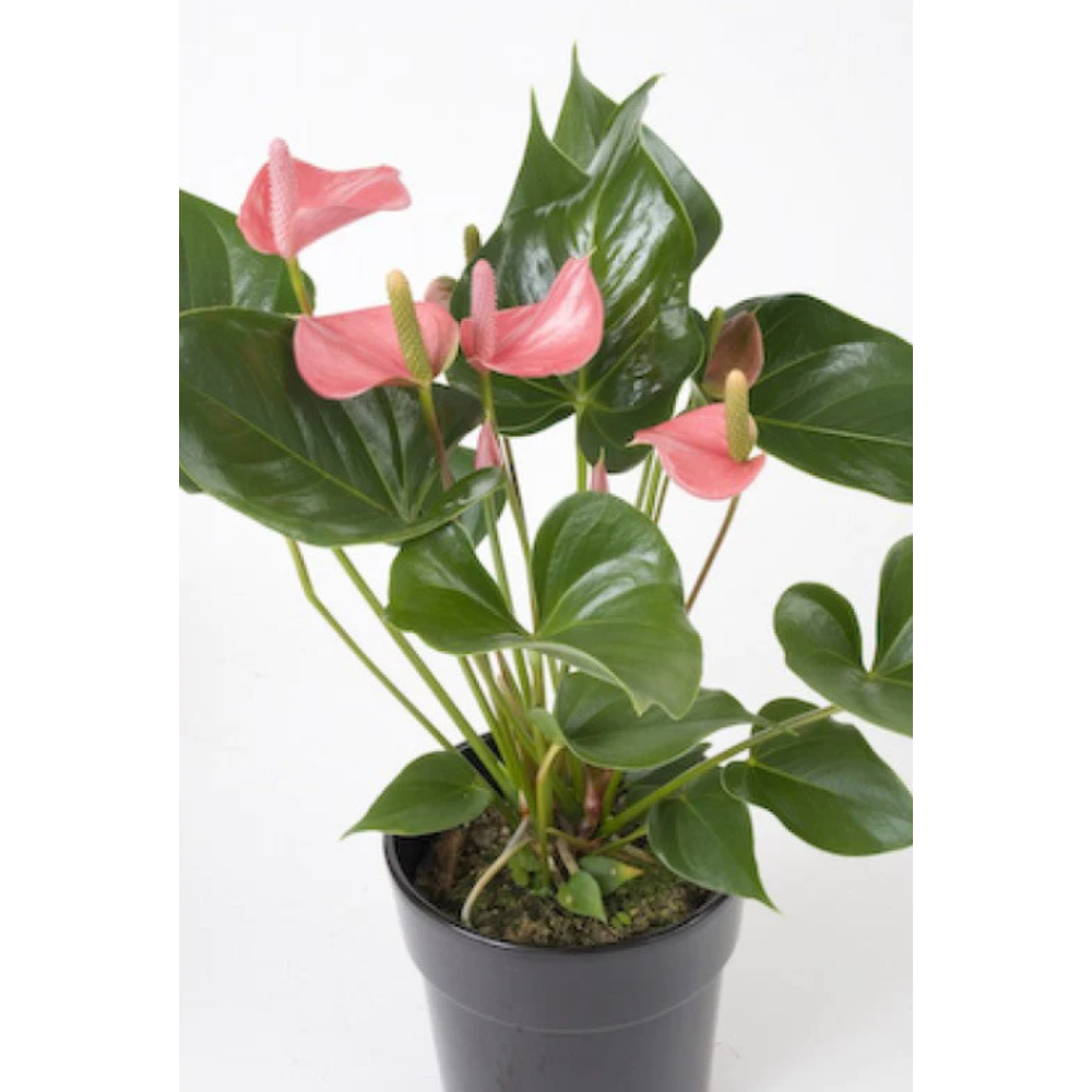Anthurium andreanum Baby Pink – Gift Plants2
