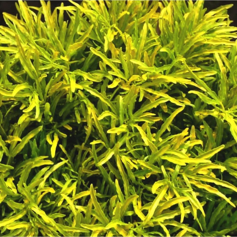 Aralia Gold – Indoor Plants