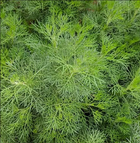 Artemisia abrotanum 2