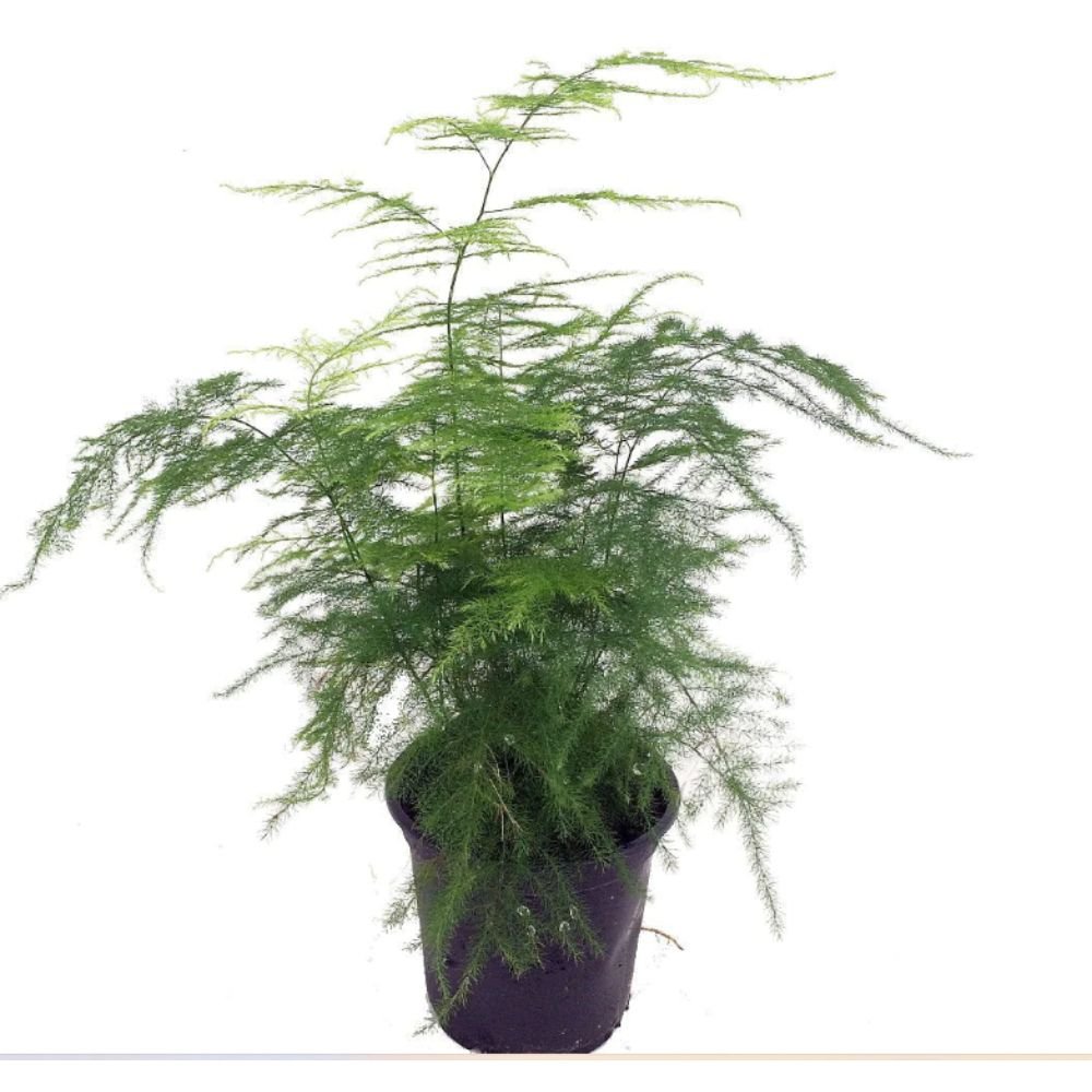 Asparagus plumosus – Indoor Plants