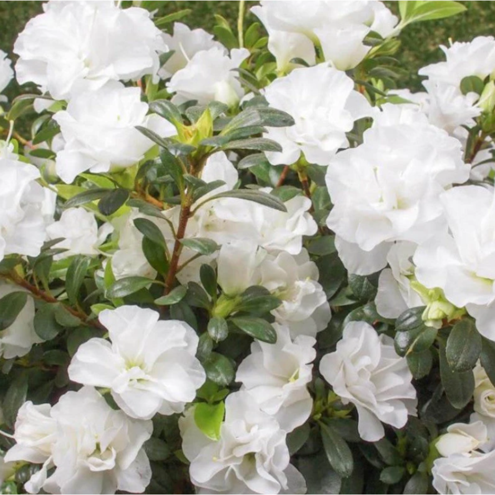 Azalea Flower Plant – White