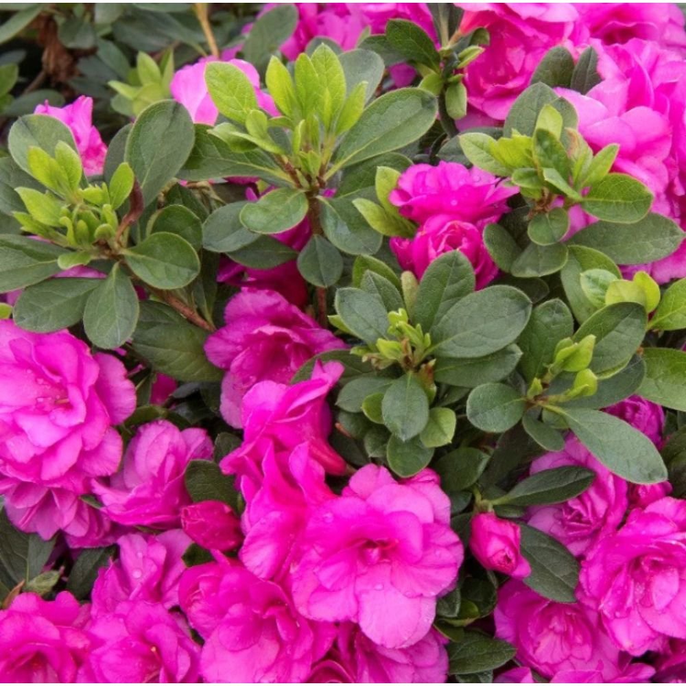 Azelia Flower plant – Pink