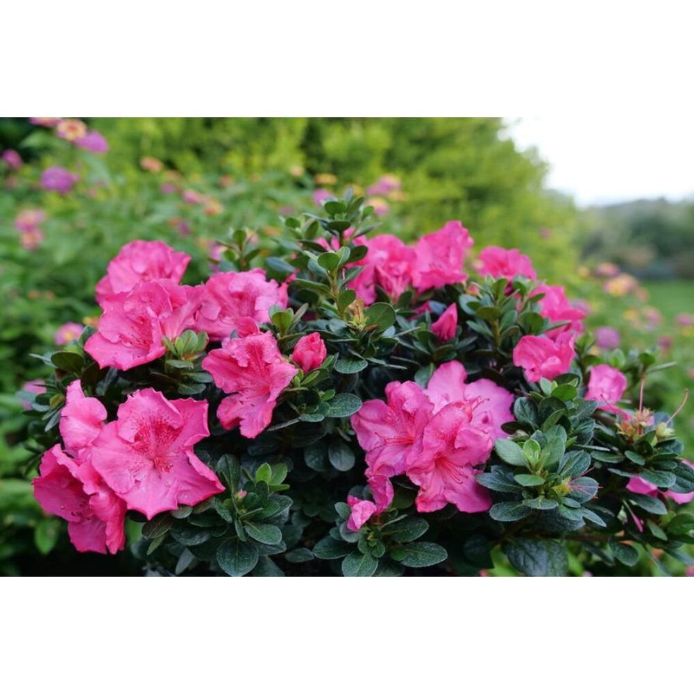 Azelia Flower plant – Pink2