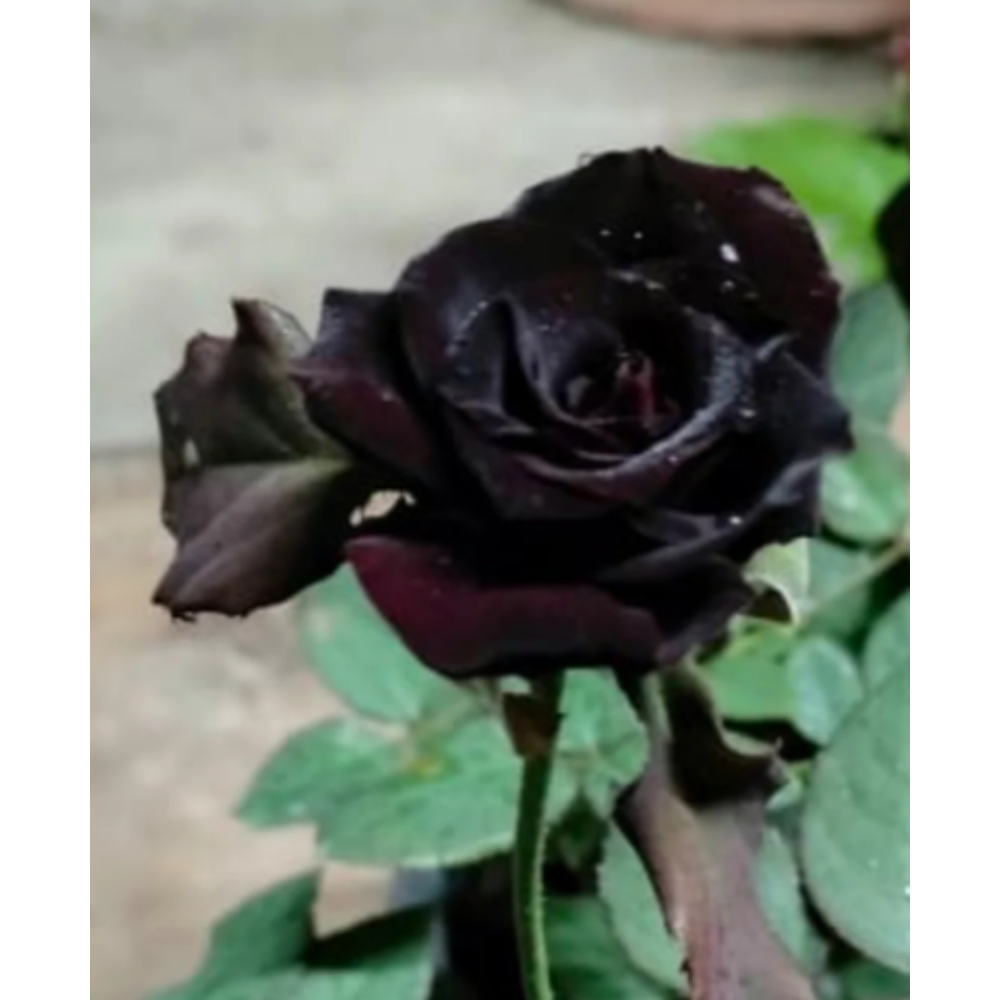 Black Rose Plant2