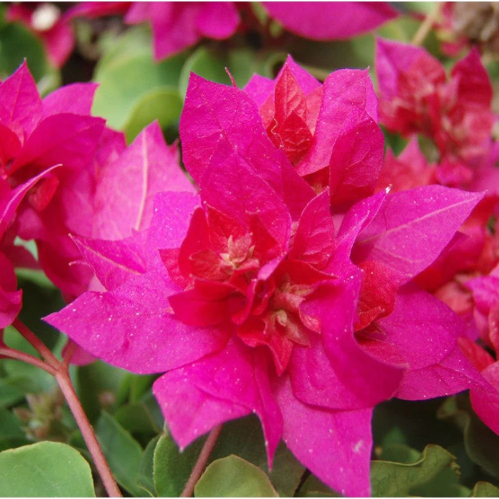 Bougainvillea Dark Pink Double – Creepers & Climbers