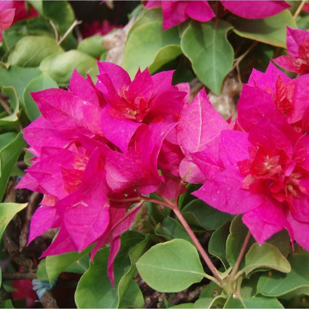 Bougainvillea Dark Pink Double – Creepers & Climbers2