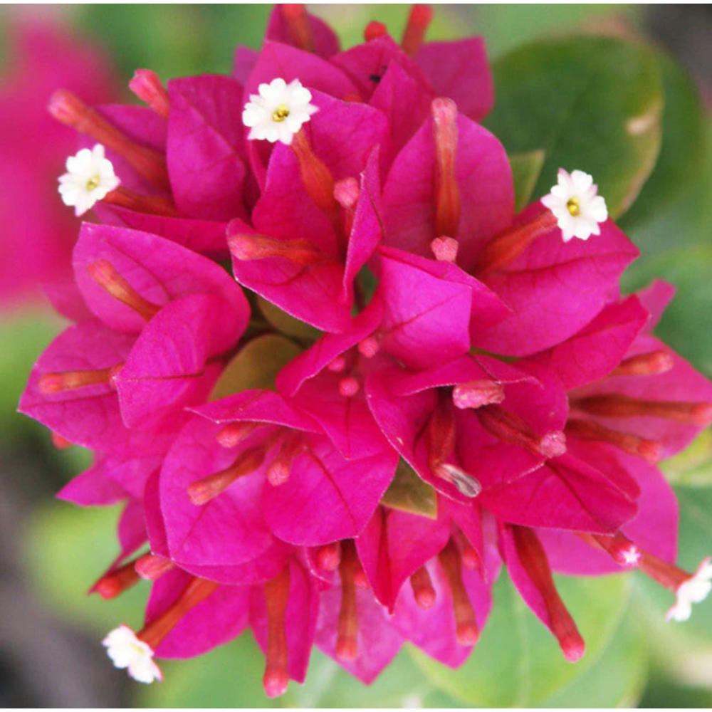 Bougainvillea Dwarf – Flowering Shrubs