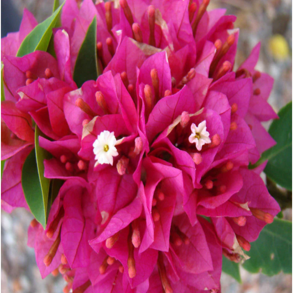 Bougainvillea Dwarf – Flowering Shrubs2