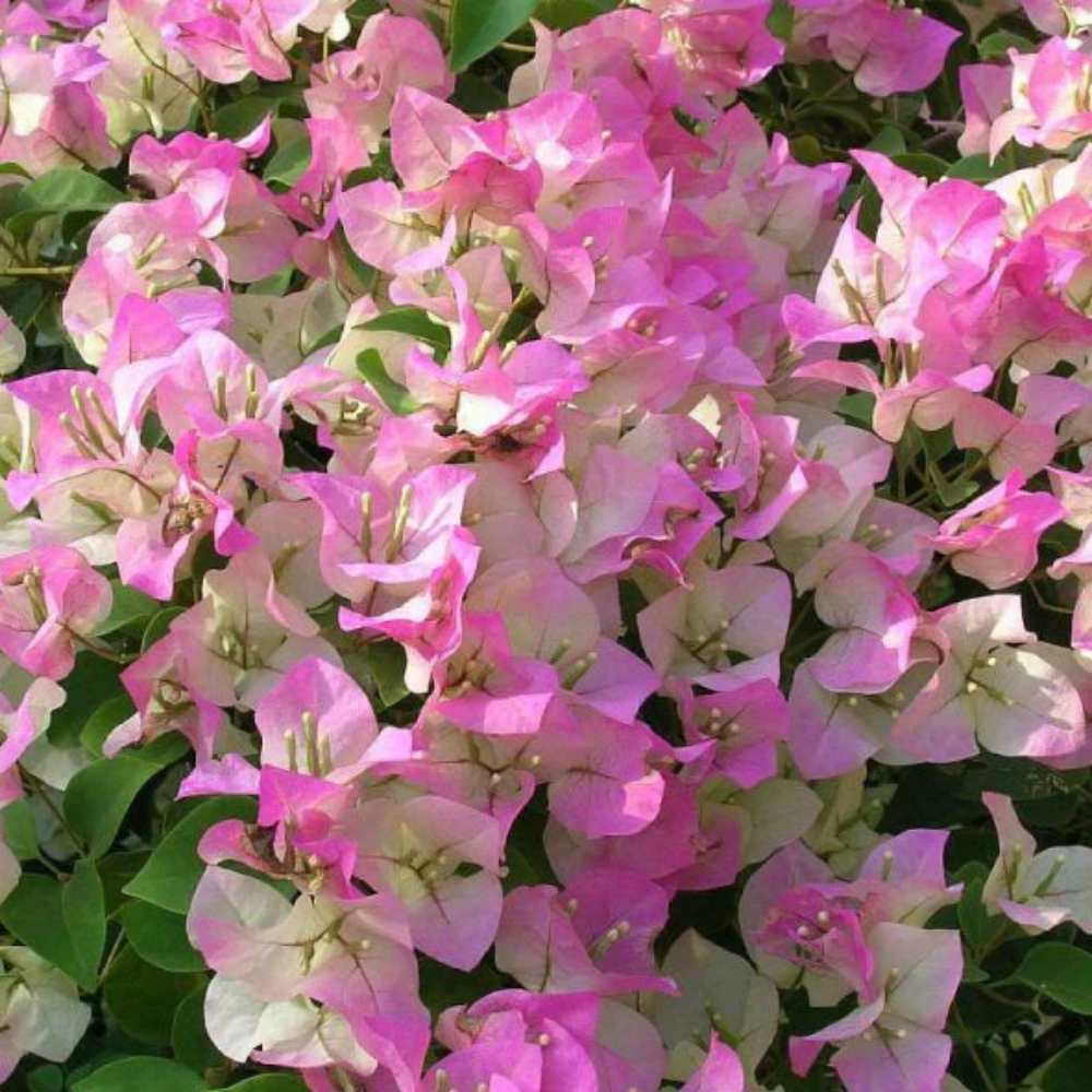 Bougainvillea Pink And White – Creepers & Climbers