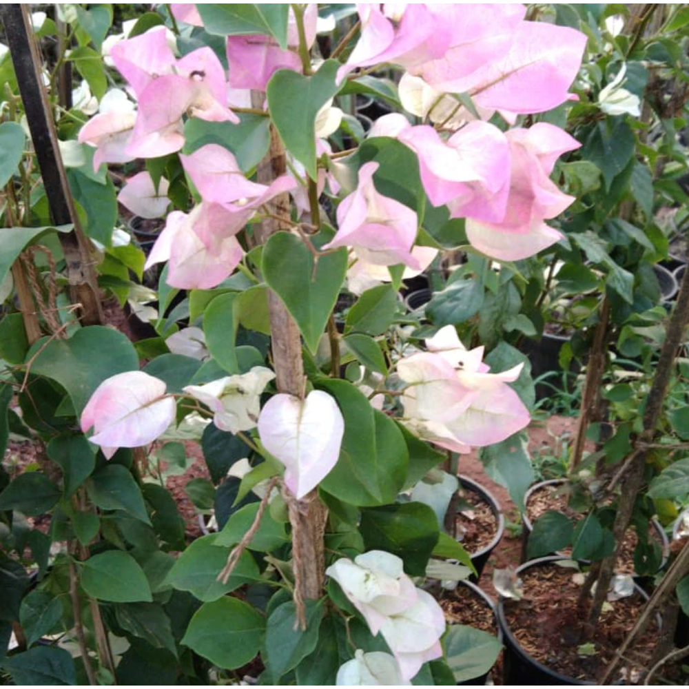 Bougainvillea Pink And White – Creepers & Climbers2