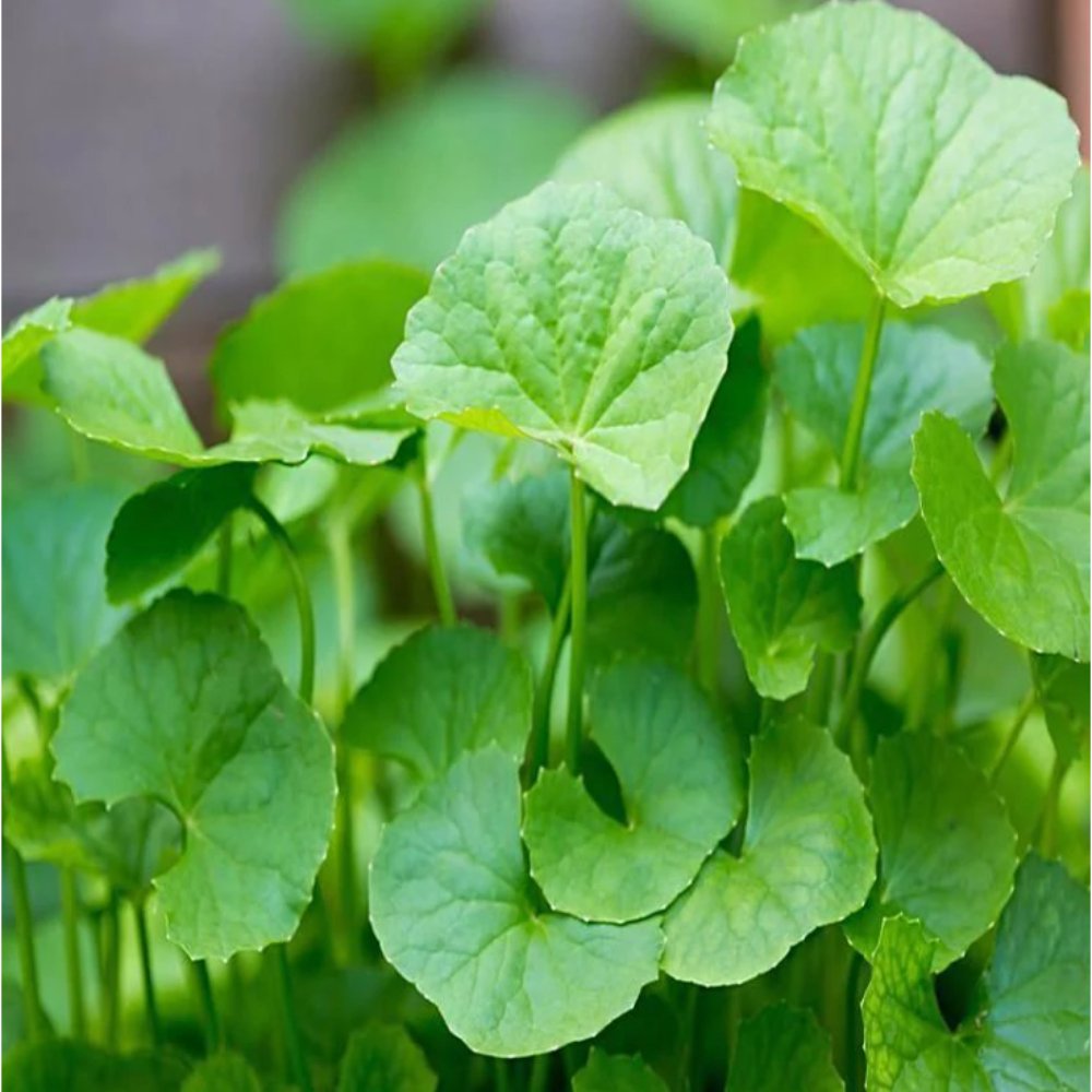 Centella asiatica Brahmi Big Leaf – Herbs Plant