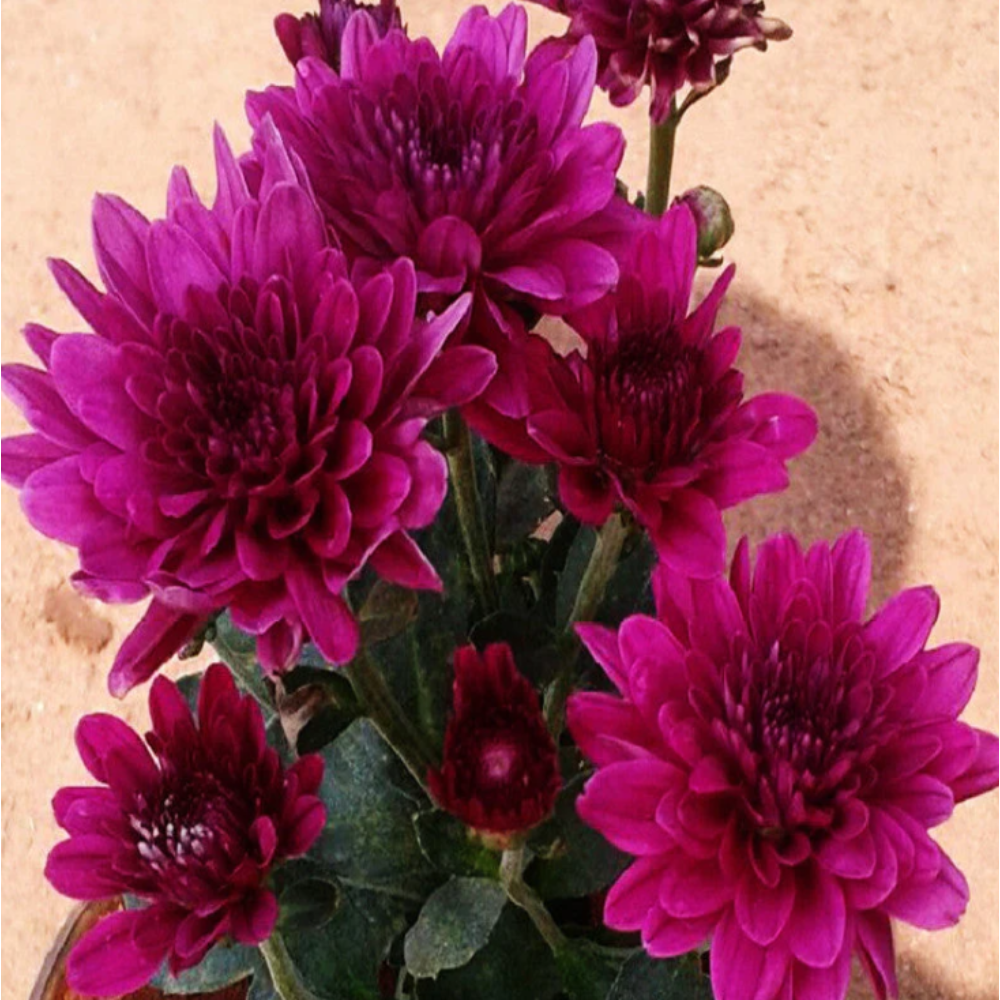 Chrysanthemum Dark Purple – SEASONALS 2