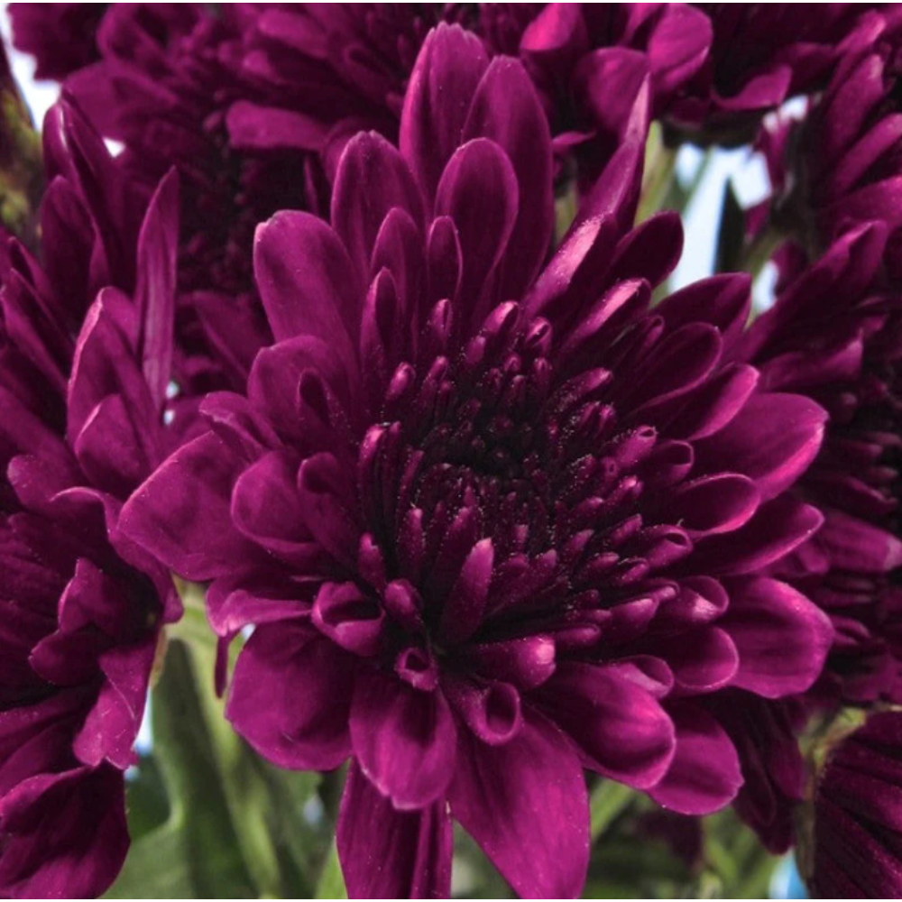 Chrysanthemum Dark Purple – SEASONALS