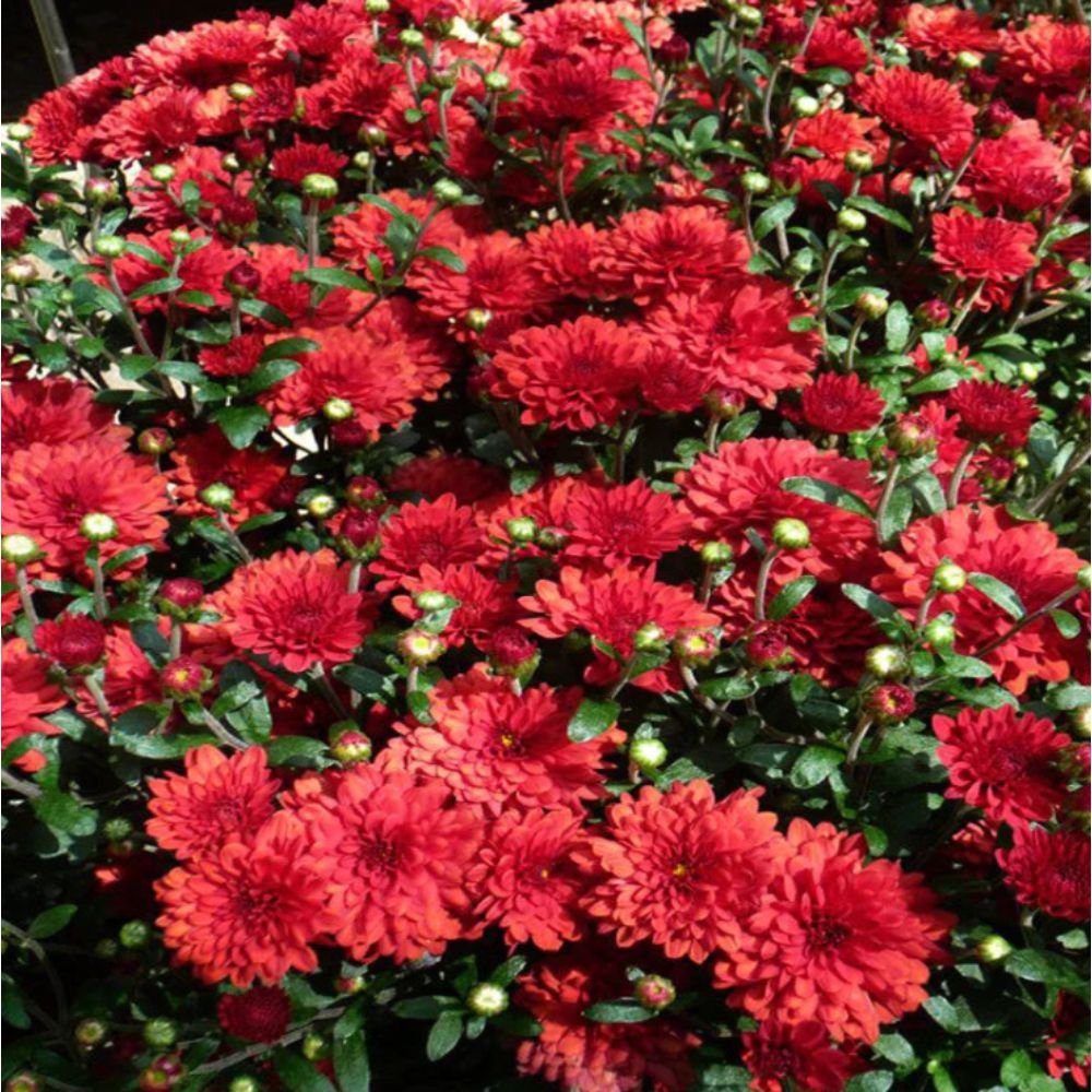Chrysanthemum Dark Red – SEASONALS 2