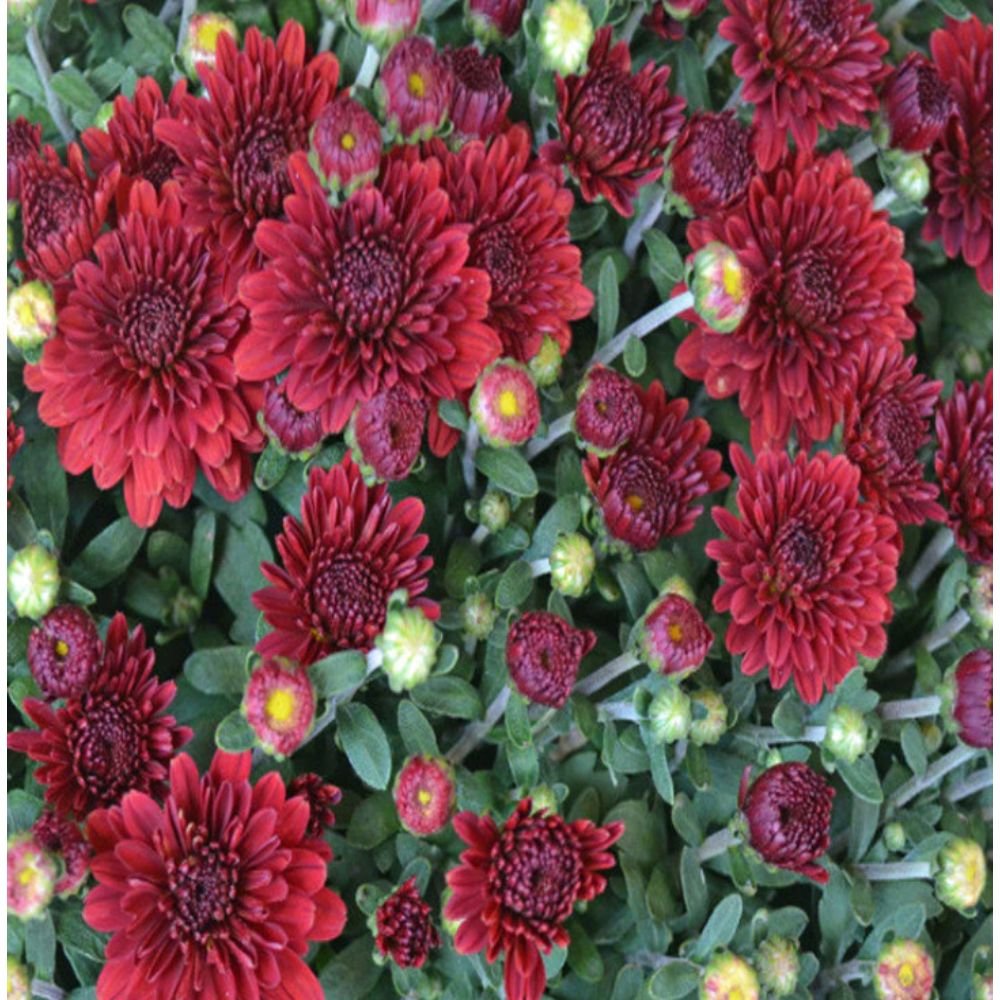 Chrysanthemum Dark Red – SEASONALS