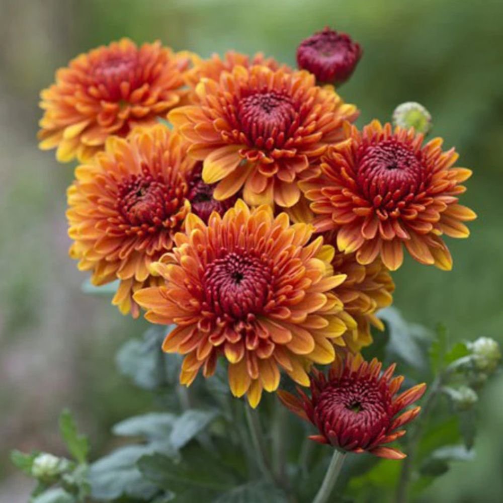 Chrysanthemum Orange – SEASONALS 2