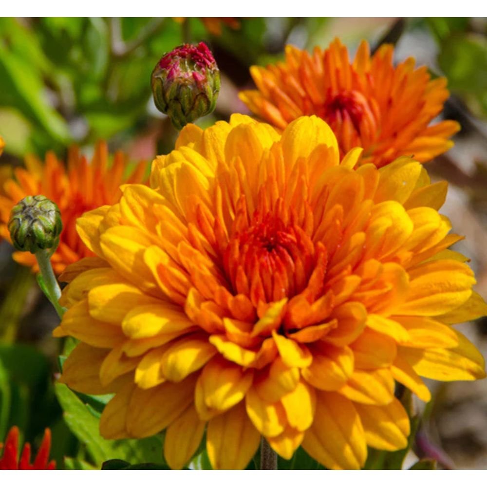 Chrysanthemum Orange – SEASONALS