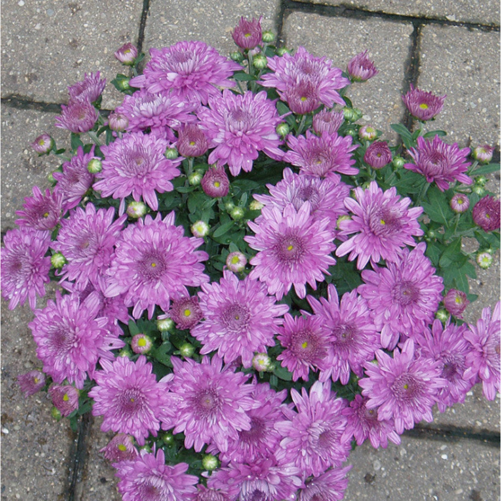 Chrysanthemum Purple – SEASONALS