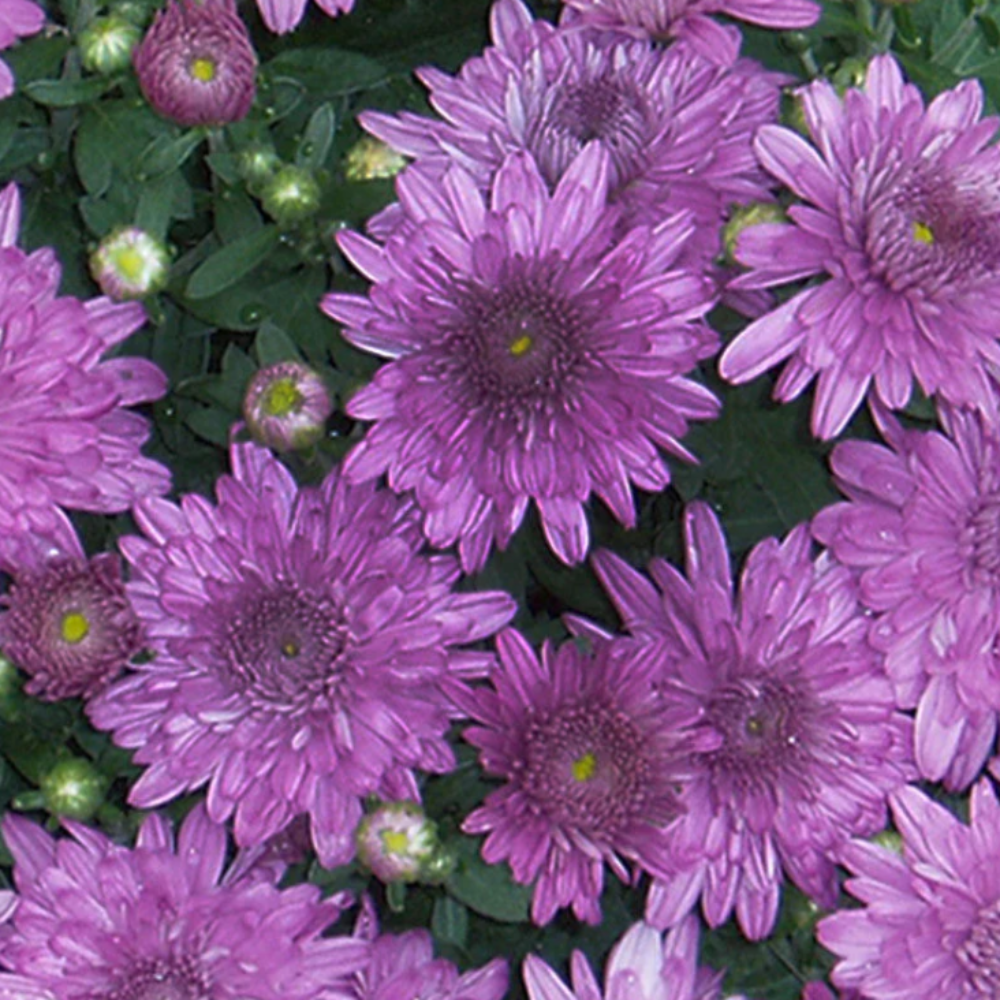 Chrysanthemum Purple – SEASONALS2