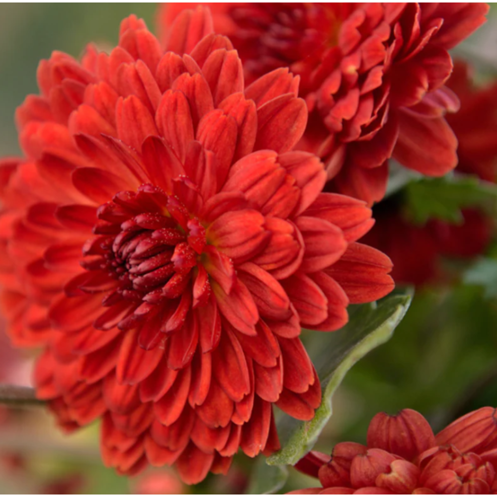 Chrysanthemum Red – SEASONALS 2