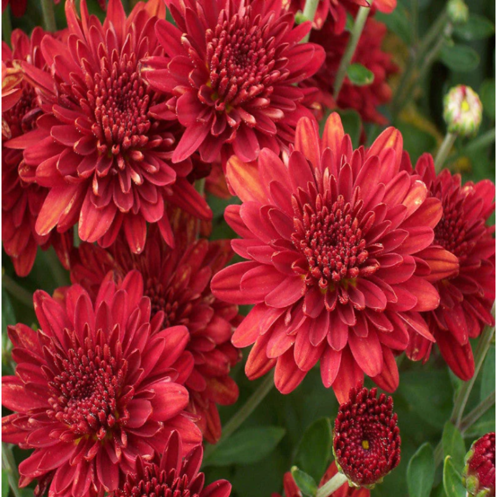 Chrysanthemum Red – SEASONALS