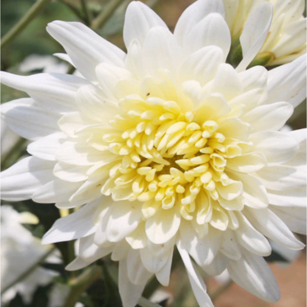 Chrysanthemum White – SEASONALS