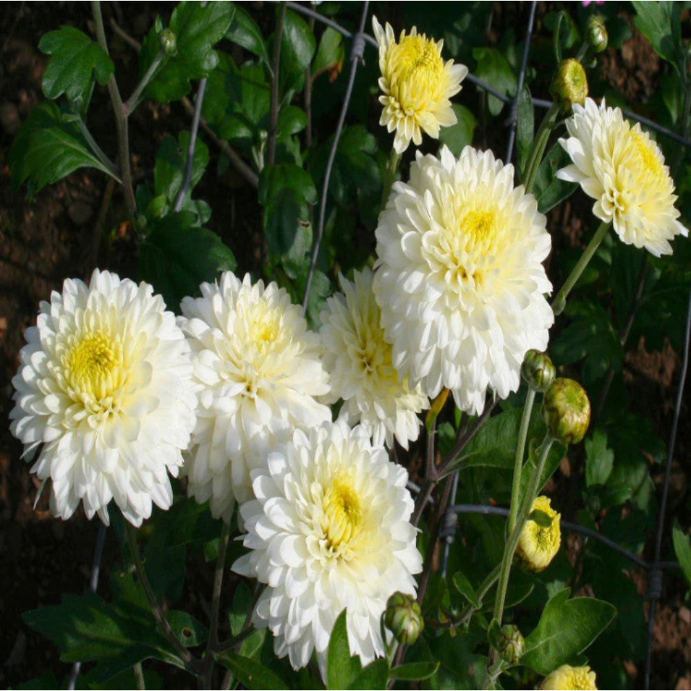 Chrysanthemum White – SEASONALS2