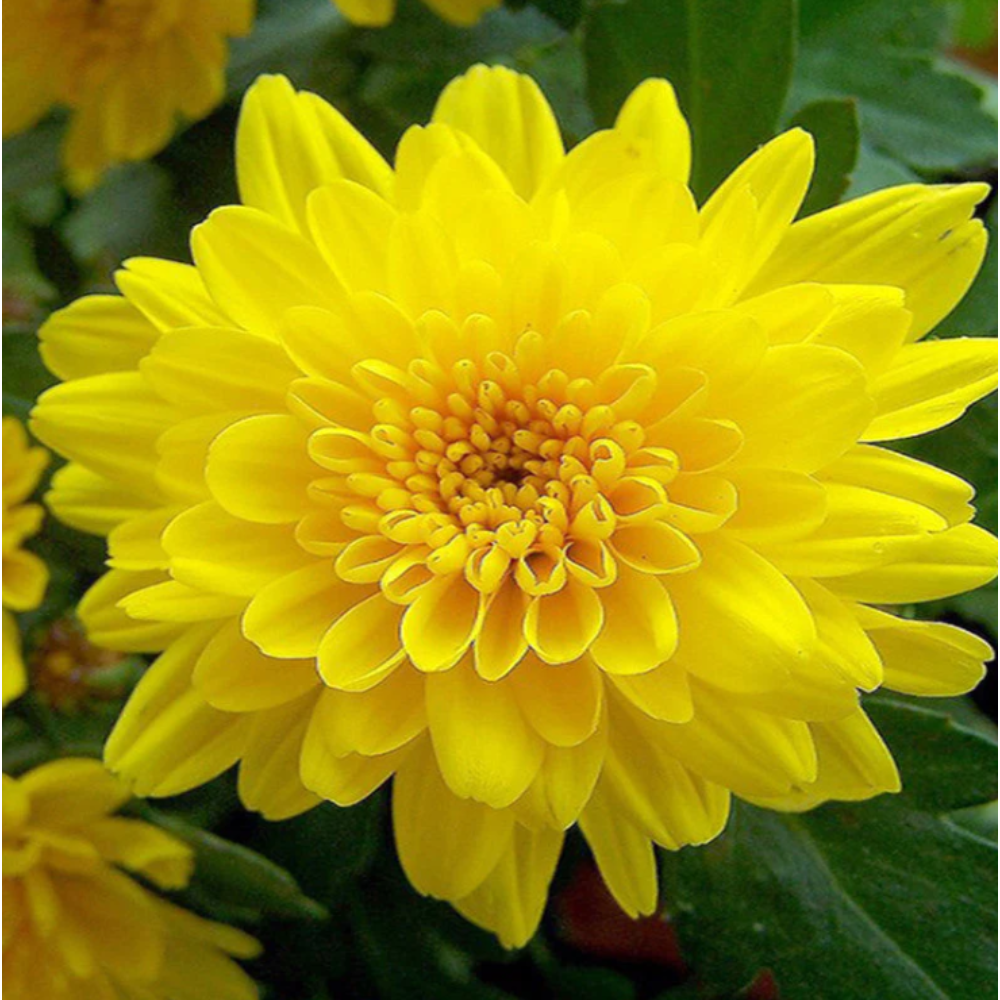 Chrysanthemum Yellow – Seasonal Plants