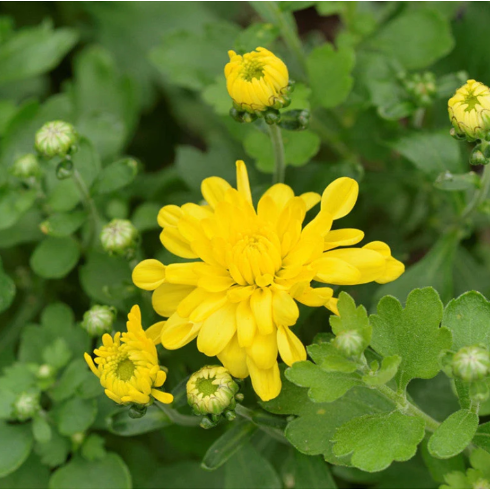 Chrysanthemum Yellow – Seasonal Plants2