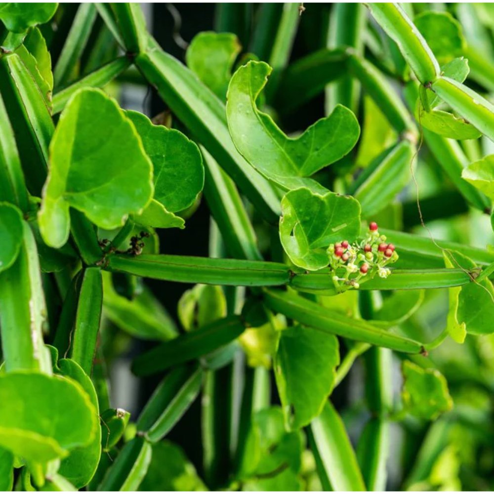 Cissus quadrangularis – Herb Plants 2