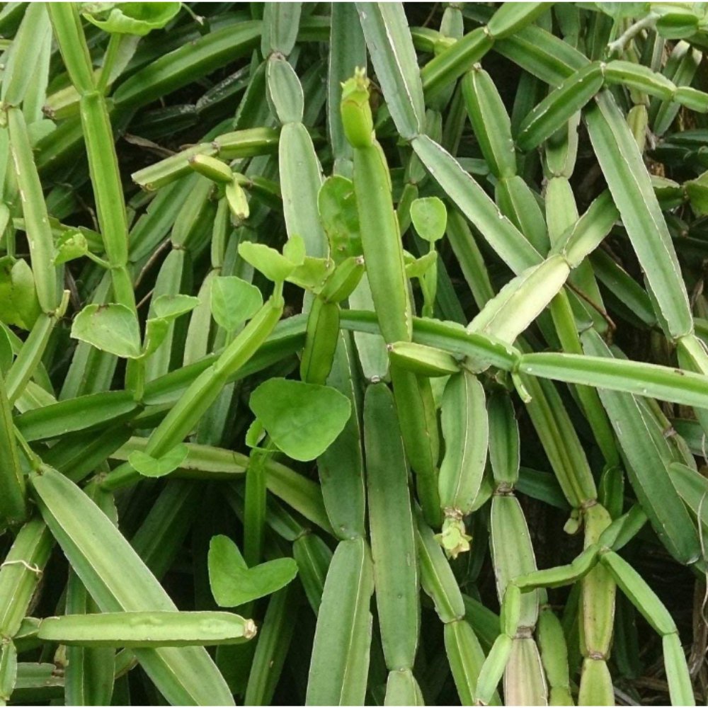 Cissus quadrangularis – Herb Plants