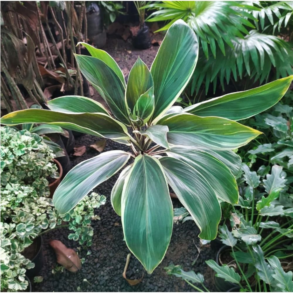 Cordyline CTC Hybrid – Ornamental Plants 2