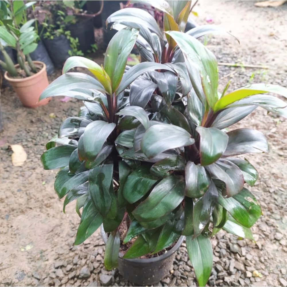 Cordyline Compacta Purple – indoorOutdoor Ornamental Plants