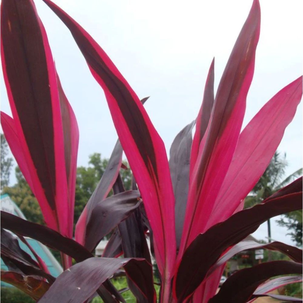 Cordyline Mahatma – Ornamental Plants