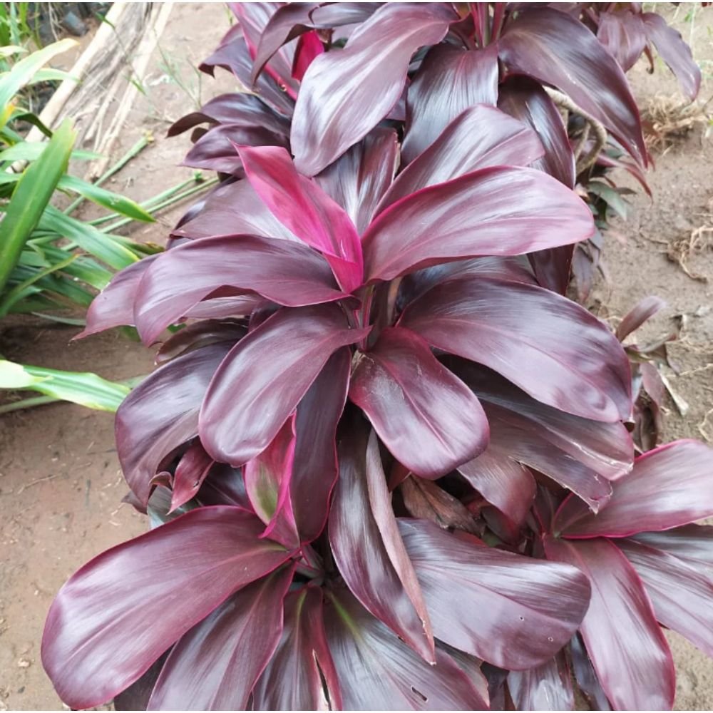 Cordyline terminalis Ruby – Ornamental Plants