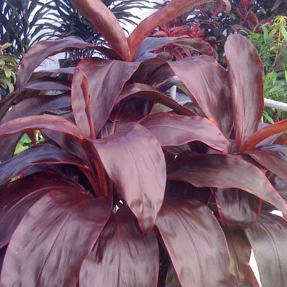 Cordyline terminalis Ruby – Ornamental Plants2