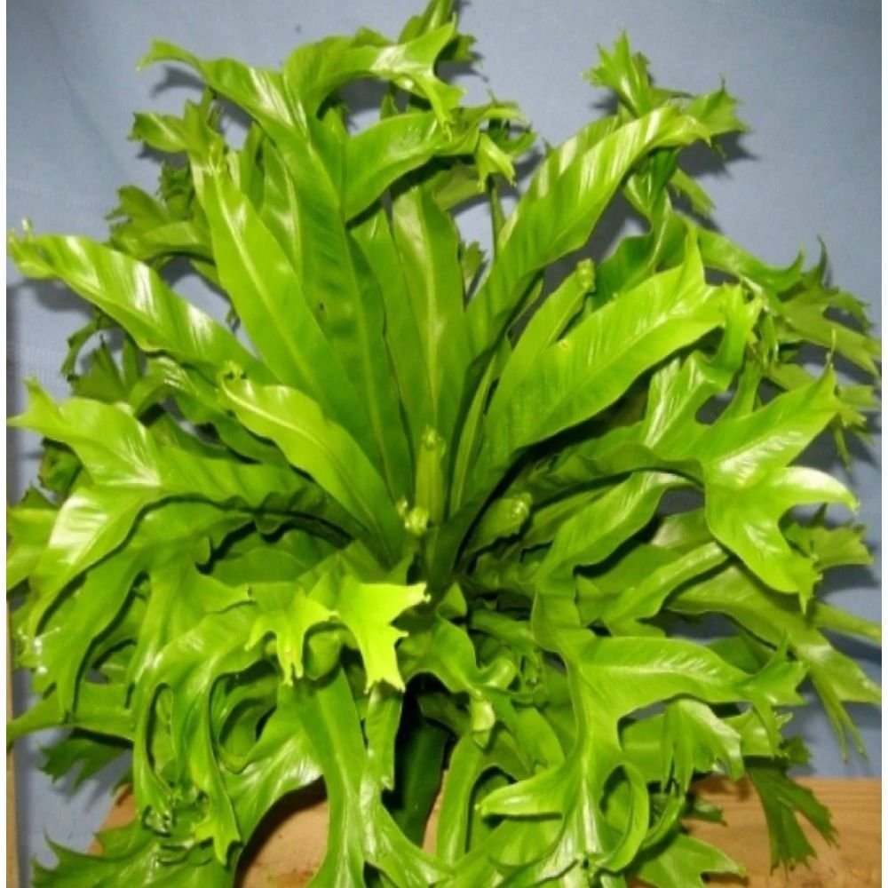 Crested Bird’s Nest Fern – Indoor Plants 2