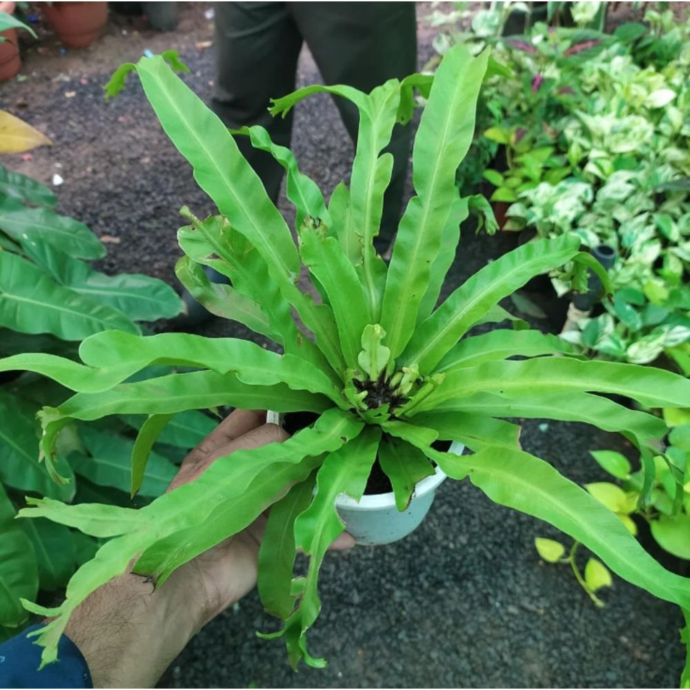 Crested Bird’s Nest Fern – Indoor Plants