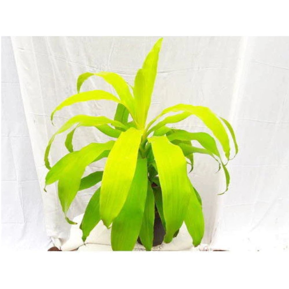 Dracaena Limelight – Indoor Plants 2
