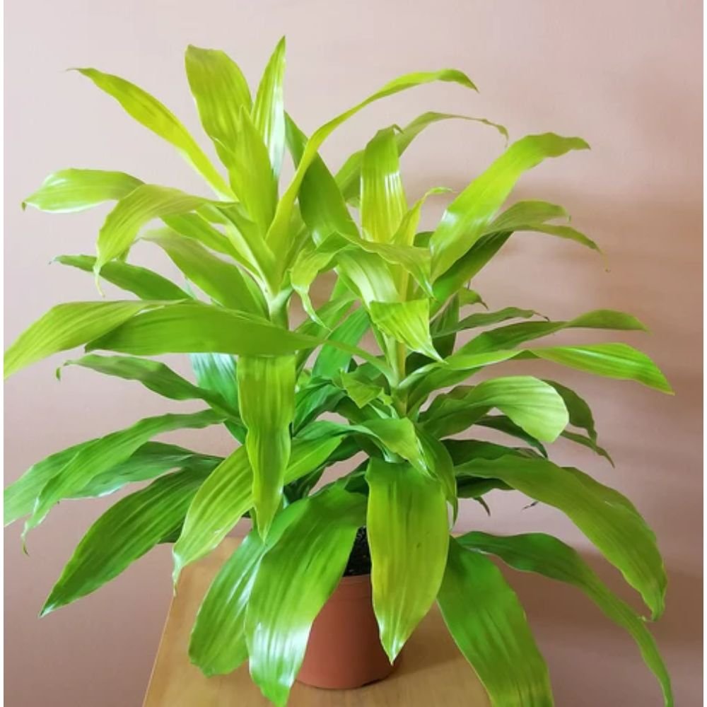 Dracaena Limelight – Indoor Plants