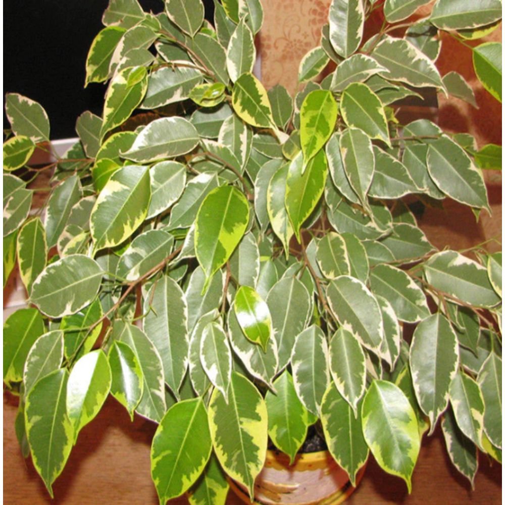 Ficus Bushy King- Ornamental Shrubs 2