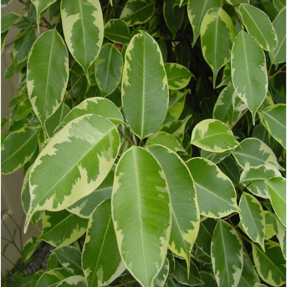 Ficus Bushy King- Ornamental Shrubs