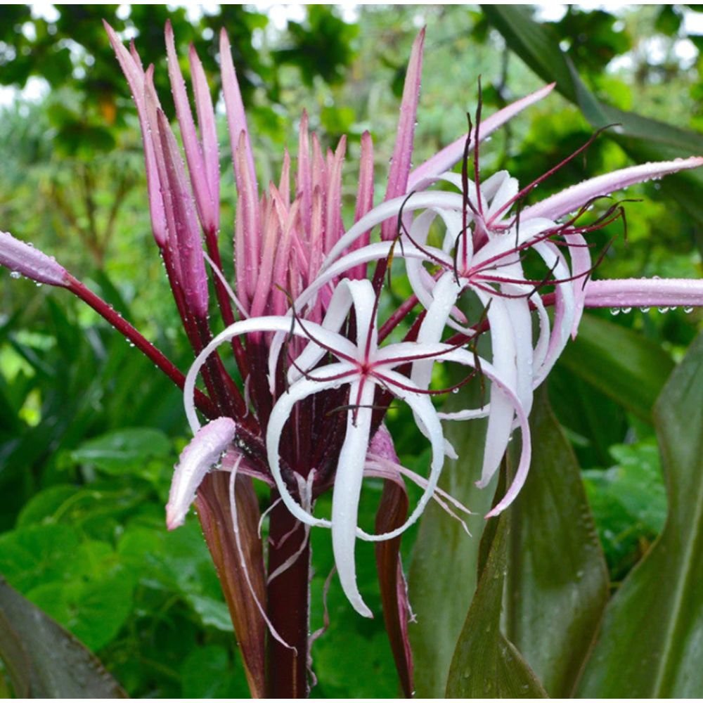 Gaint Spider LilyGaint Blood Lily – Flowering Shrubs