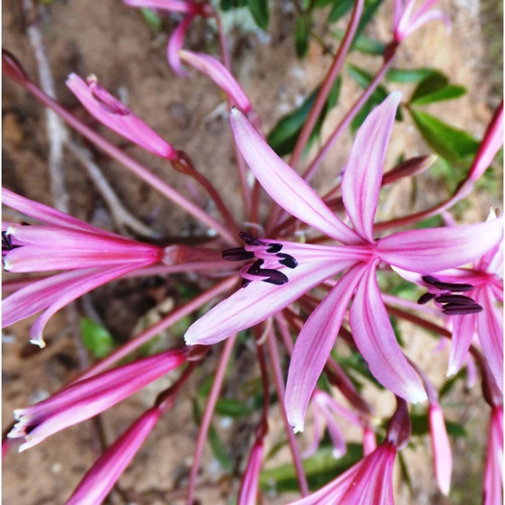 Gaint Spider LilyGaint Blood Lily – Flowering Shrubs2