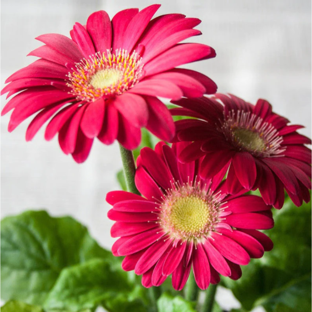 Gerbera Plant Dark pink – Top Bed Room